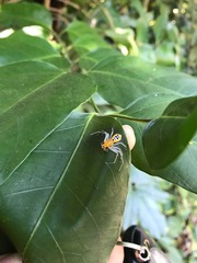Poecilothomisus speciosus