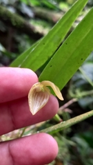Pleurothallis ruberrima