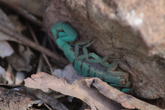 Centruroides ornatus