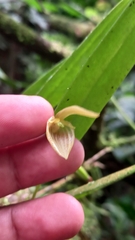 Pleurothallis ruberrima