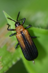 Chalepus similatus
