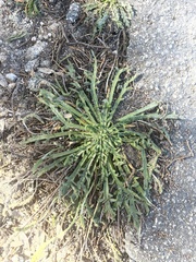 Plantago coronopus