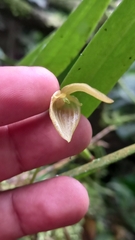 Pleurothallis ruberrima