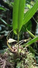 Pleurothallis ruberrima