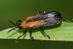 Chalepus similatus