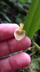 Pleurothallis ruberrima