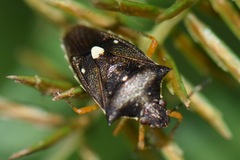 Mormidea notulata
