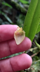 Pleurothallis ruberrima