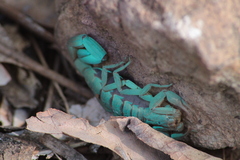 Centruroides ornatus
