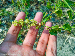 Cryptocarpus pyriformis