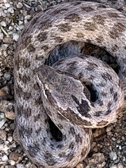 Hypsiglena chlorophaea