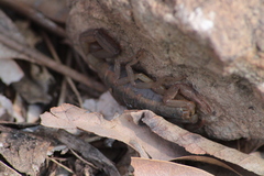 Centruroides ornatus
