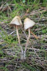 Psilocybe pelliculosa