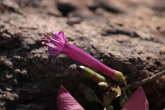 Ipomoea bracteata
