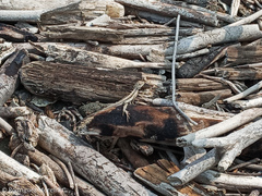 Microlophus occipitalis