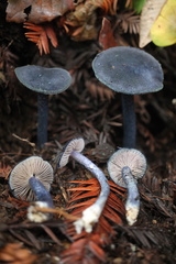 Entoloma subcarneum