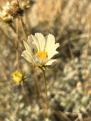 Encelia ravenii
