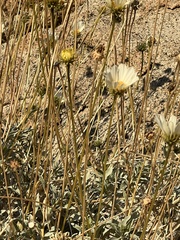 Encelia ravenii