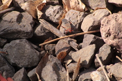 Dysdercus bimaculatus