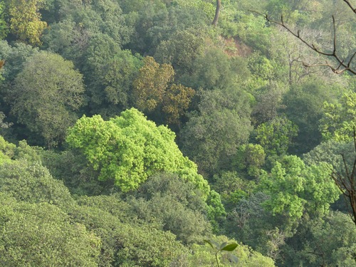 Mangifera indica iNat (2)