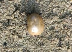 Ixodidae