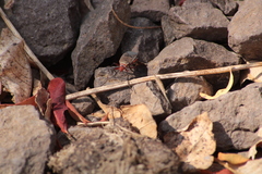 Dysdercus bimaculatus