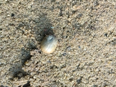 Ixodidae