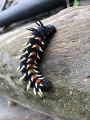 Bunaea alcinoe