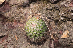 Mammillaria scrippsiana