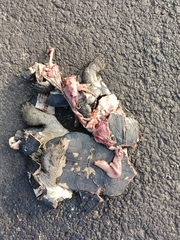 Melanochelys trijuga