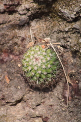 Mammillaria scrippsiana