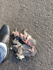 Melanochelys trijuga