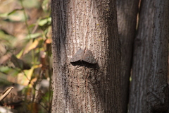 Hamadryas atlantis lelaps