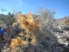 Cuscuta psorothamnensis