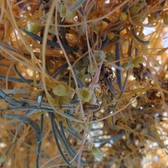 Cuscuta psorothamnensis