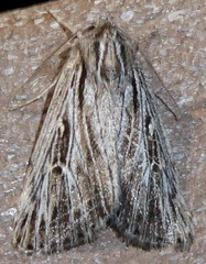 Setagrotis radiola