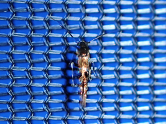 Zapyrastra calliphana