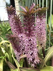 Eucomis