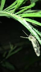 Aeolochroma hypochromaria