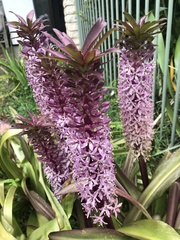 Eucomis