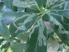 Liriomyza schmidti