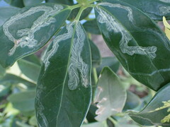 Liriomyza schmidti