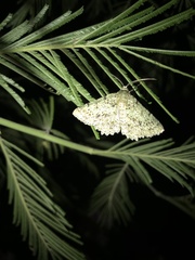 Aeolochroma hypochromaria