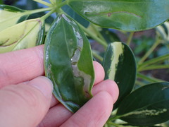Liriomyza schmidti