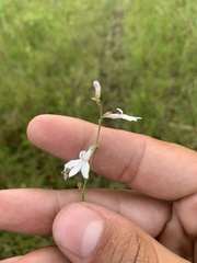 Lobelia paludosa