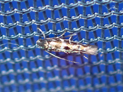 Zapyrastra calliphana