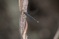 Argia anceps