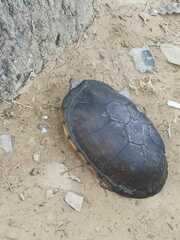 Kinosternon leucostomum