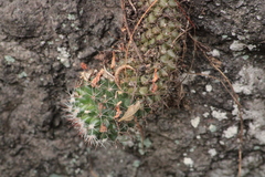 Mammillaria scrippsiana