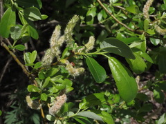 Salix cinerea